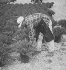 Individual bending over to ground level to plant tree.