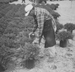 Individual using a tool to decrease the bending and improve back posture while planting trees.
