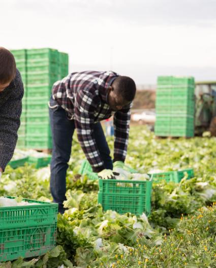 Two workers bending over to put lettuce in a crate on the ground