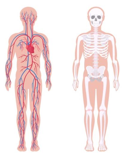human bodies showing the nervous, vascular, skeletal, and muscular systems.