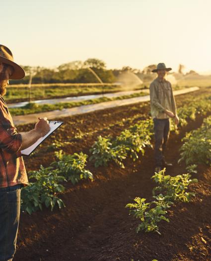 workers in a farmers field 